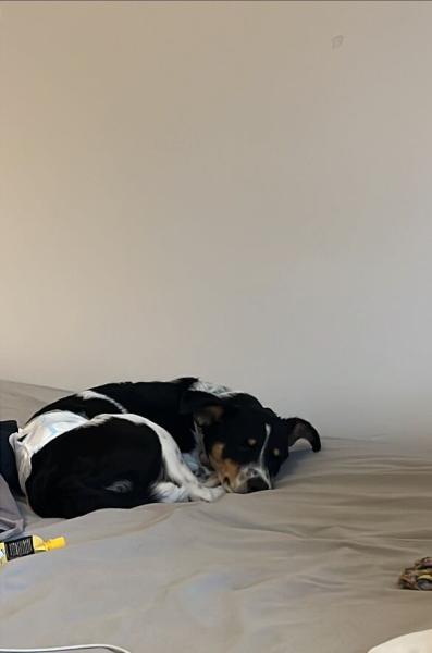 4903628347146539742278803287643195430661502n